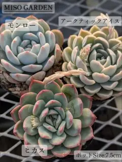 【大苗】エケベリアセット　3種　多肉植物