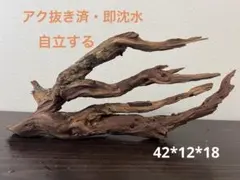 HX-277 流木 ホーンウッド マシンガンウッド アクアリウム ブランチ