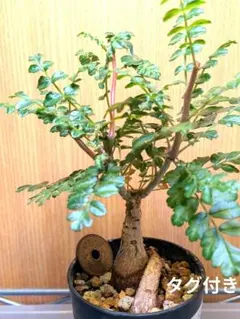 象の木　TOKY鉢付き　実生　白肌系 象の木 TOKY鉢付き 実生 白肌系 2025年最新】パキコルムスディス