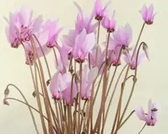 まりも様 リクエスト 2点 まとめ商品