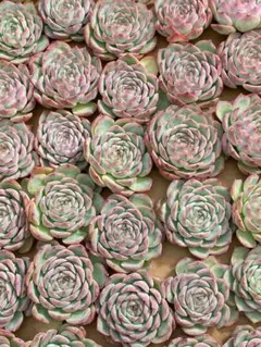 2025年最新】ピンクムーン 多肉の人気アイテム - メルカリ