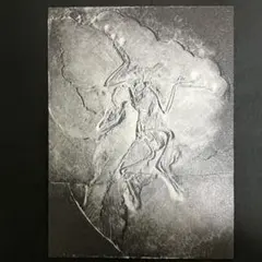 3차원 프린팅 시조새우