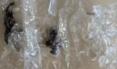 Item thumbnail for item 98e4a7ef-0bd6-4a2d-9c1e-702c8d0eb194