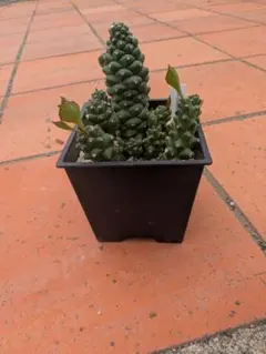 フィレンツェ錦 * Echeveria Firenze - メルカリ