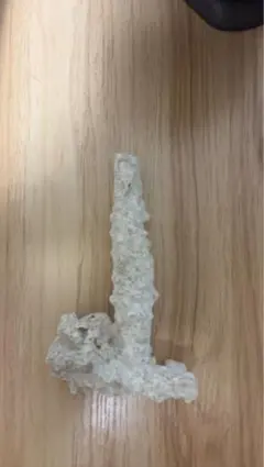 1点物】極希少☆極美品カイロウドウケツ 縁起物 深海生物 25-30cm 標本