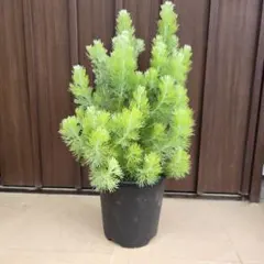 バンクシア ヌタンス 鉢植え 苗 オージープランツ レア品種 - メルカリ