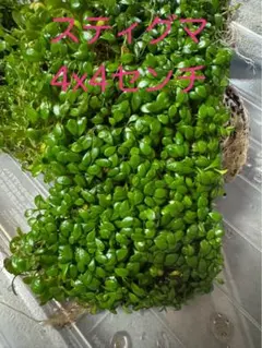 J.w様 リクエスト 2点 まとめ商品