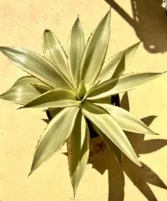 アガベ　ジョーホーク　子株　在庫無し アガベジョーホーク子株在庫無し