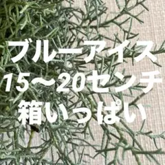 コニファー☘️ブルーアイス/リース材＊切り枝☘️箱いっぱい