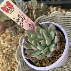 2026年最新】中里リンゼアナの人気アイテム - メルカリ