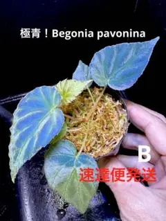 ホマロメナ 竜鱗 Homalomena squamis-draconis - メルカリ