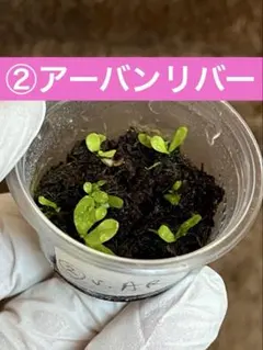 2026年最新】veitchii arの人気アイテム - メルカリ