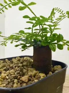 オペルクリカリア パキプス パワータンク 塊根植物 コーデックス