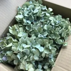 北海道産 紫陽花ドライフラワー ハネ品 B10 60サイズ - メルカリ