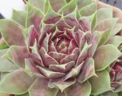 Kirasana様 リクエスト 10点 まとめ商品