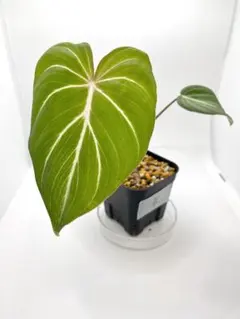 超希少な★フィロデンドロン・キティナ★ 超希少なPhilodendron 