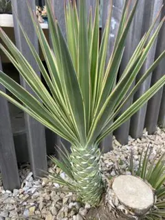 ユッカ アロイフォリア バリエガータ