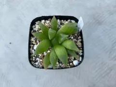 青蛇伝（斑抜け株）のサムネイル