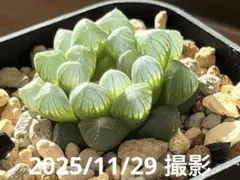 美株　ハオルチア　紫オブツーサ