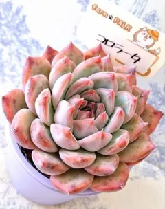 2026年最新】多肉植物札付きの人気アイテム - メルカリ