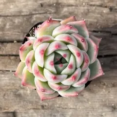 【4-11】　ブローチ　多肉植物