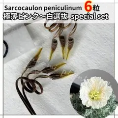 2026年最新】サルコカウロン ペニクリナムの人気アイテム - メルカリ