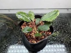 Bucephalandra sp お年玉 from Kapuas - メルカリ