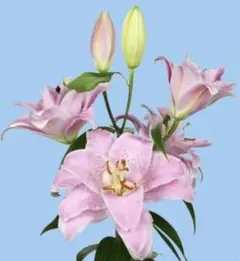 ユーチャン様 リクエスト 3点 まとめ商品