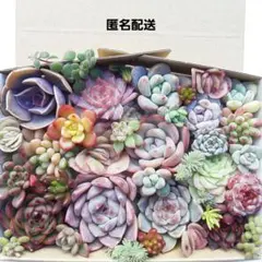 2025年最新】多肉 カット苗の人気アイテム - メルカリ