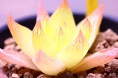 6128 千鳥 イエロー　多肉植物 ハオルチア アロエ