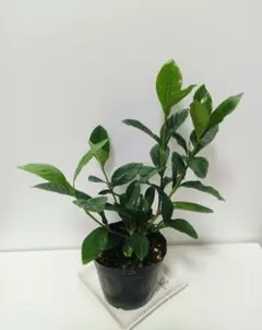 ちゃむちゃむ様 リクエスト 2点 まとめ商品