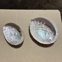 【679】鮑　アワビ　貝殻　セット　シルバー　銀色　きらき　光沢