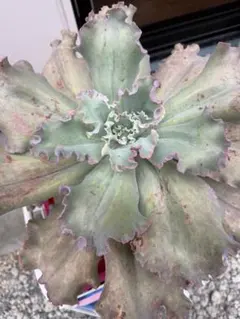 多肉植物 桜牡丹 全て メルカリ便発送 - メルカリ
