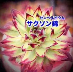 2025年最新】センペルビウム錦の人気アイテム - メルカリ