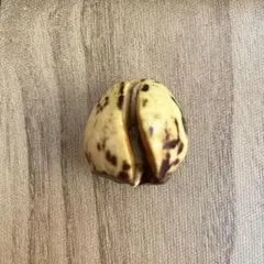 K  T様 リクエスト 2点 まとめ商品