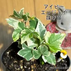 アイビー苗　エンジョイ　抜き苗　根付き　かさ