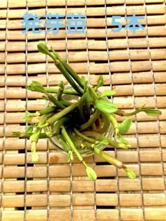 メヒルギ マングローブ 発芽苗　5本のサムネイル
