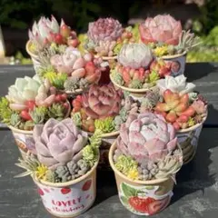 B 多肉植物小さなセット☆そのまま飾れる☆寄せ植え仕立て直しもOK☆速達料金込み