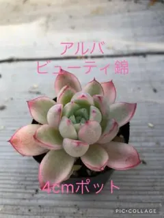 2025年最新】フラワー・ガーデニングの人気アイテム - メルカリ