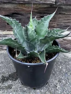 2025年最新】アガベ フェロックス ローガンカルホーンの人気アイテム