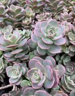 多肉植物☆カット☆赤葉日高ミセバヤ☆2カット - メルカリ