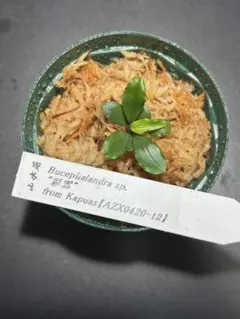 2025年最新】bucephalandra 彩雲の人気アイテム - メルカリ