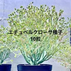 6月 自家 採取 ユーフォルビア エチュベルクローサ 種子 A 12 粒 ユーフォルビア・エツベルクローサの基本情報・育て方｜多肉植物