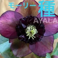 194☘️2年間管理株☘️⭐️超小輪⭐️デュメ交配⭐️大木ナーセリー