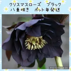 【花苗】クリスマスローズ　ブラック　ダブル　新芽沢山　タグ付き　ポットごと発送のサムネイル