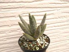 Aloe dichotoma3 ディコトマ アロエ 実生苗 抜き苗 多肉植物 - メルカリ