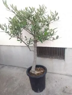 2025年最新】オリーブ 古木の人気アイテム - メルカリ