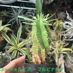 ユーフォルビア　ファンシャウェイ⑨【希少種】【実生苗】 ユーフォルビア ファンシャウェイ⑬【希少種】【実生苗】