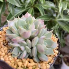 ちびまるこ様 リクエスト 4点 まとめ商品