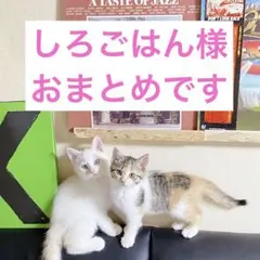 しろごはん様 リクエスト 2点 まとめ商品